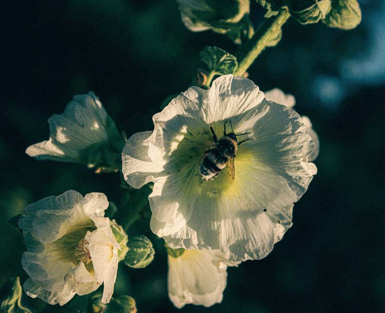 Kleine Hummel